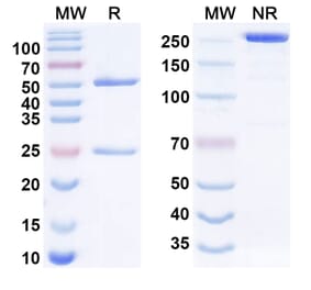 SDS-PAGE - mAb33 Biosimilar - Anti-IL-31 Antibody - BSA and Azide free (A340555) - Antibodies.com