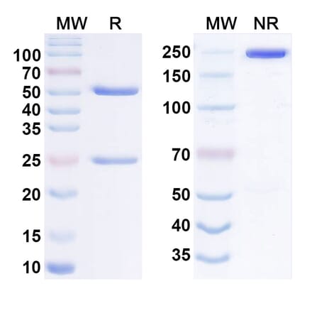 SDS-PAGE - Anti-IL-31RA Antibody [NA633] Biosimilar - BSA and Azide free (A340556) - Antibodies.com