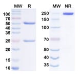 SDS-PAGE - Anti-IL-31RA Antibody [NA633] Biosimilar - BSA and Azide free (A340556) - Antibodies.com
