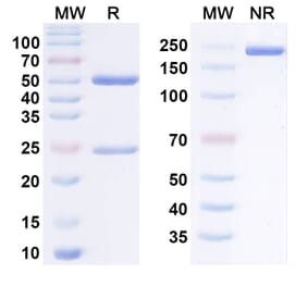 SDS-PAGE - Anti-LY6G6D Antibody [2A12.QNTv12] Biosimilar - BSA and Azide free (A340560) - Antibodies.com