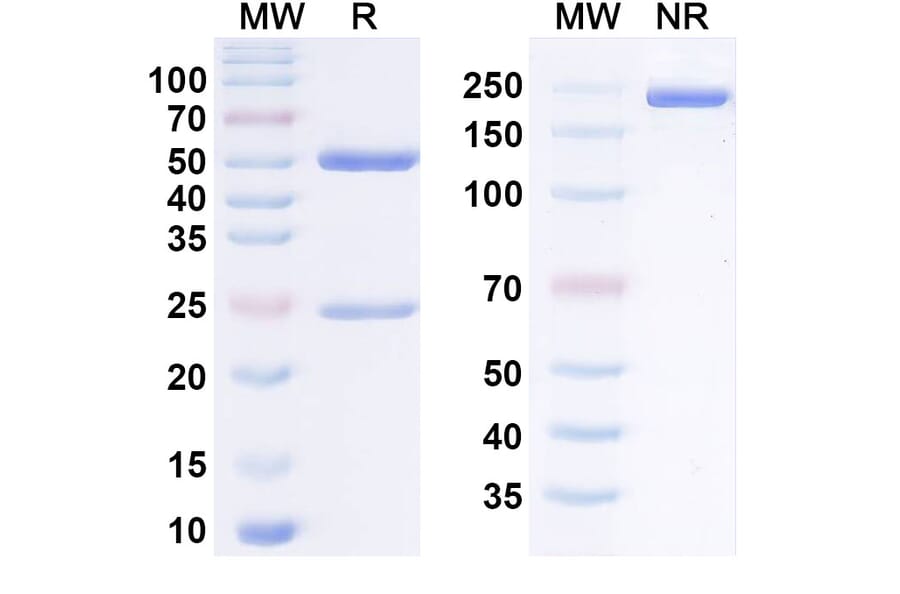 SDS-PAGE - Anti-MICA + MICB Antibody [36 NFG 236A] Biosimilar - BSA and Azide free (A340561) - Antibodies.com