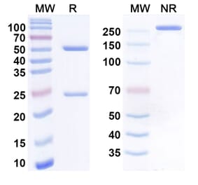 SDS-PAGE - Anti-MICA + MICB Antibody [PDI-1] Biosimilar - BSA and Azide free (A340562) - Antibodies.com