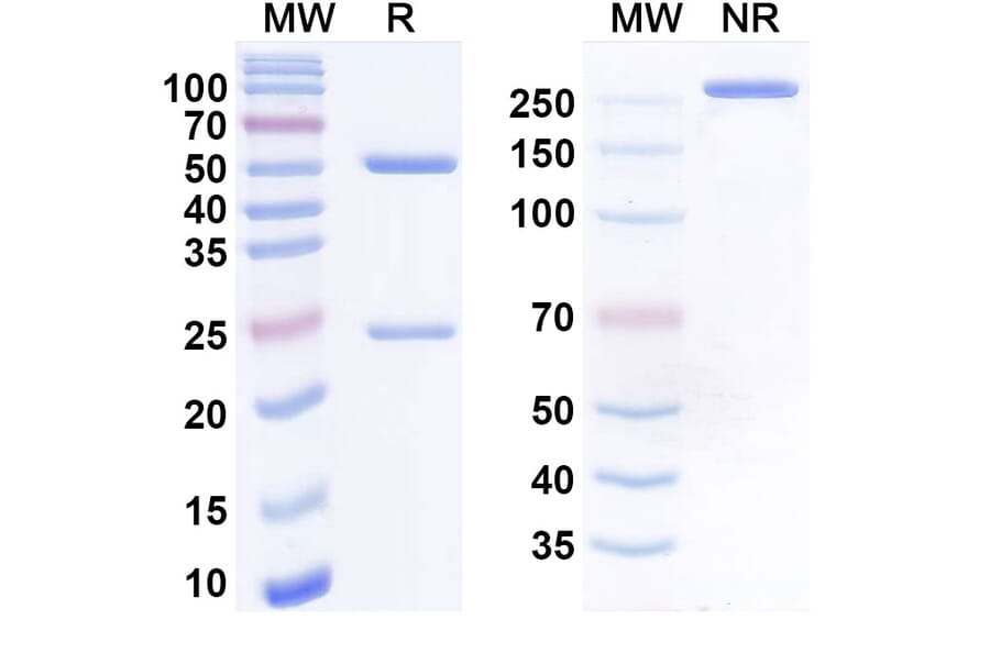 SDS-PAGE - Anti-MICA + MICB Antibody [PDI-1] Biosimilar - BSA and Azide free (A340562) - Antibodies.com