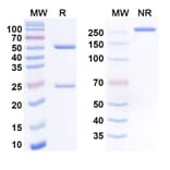 SDS-PAGE - Anti-MICA + MICB Antibody [PDI-1] Biosimilar - BSA and Azide free (A340562) - Antibodies.com