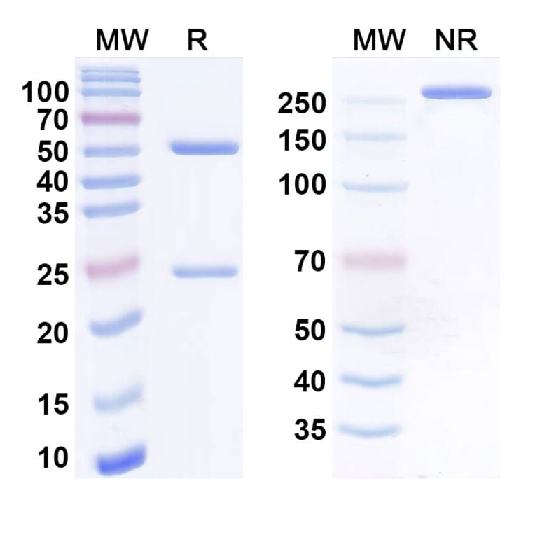 SDS-PAGE - Anti-NCR1 Antibody [A26-BhlgG1] Biosimilar - BSA and Azide free (A340563) - Antibodies.com