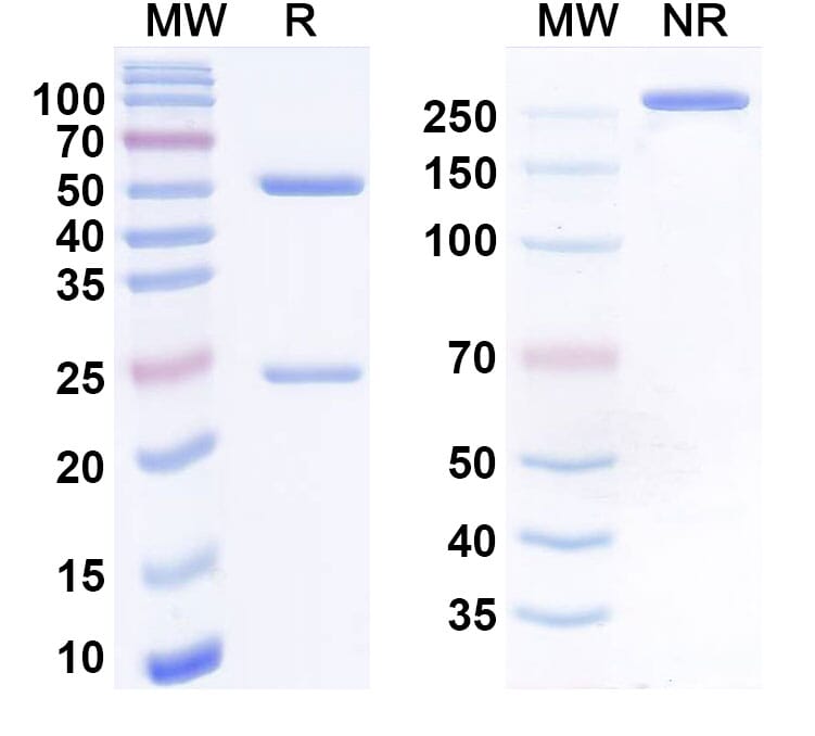 Natural Killer Cell Marker Antibodies | Antibodies.com