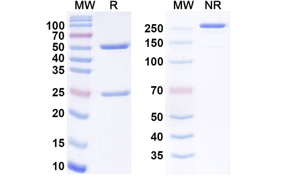 SDS-PAGE - Anti-SIGLEC9 Antibody [2D4] Biosimilar - BSA and Azide free (A340566) - Antibodies.com