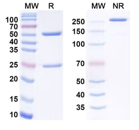 SDS-PAGE - Anti-TM4SF1 Antibody [hAGX-A1H1L1] Biosimilar - BSA and Azide free (A340567) - Antibodies.com