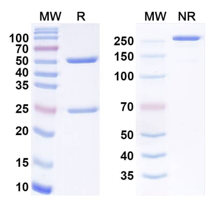 SDS-PAGE - Anti-TM4SF1 Antibody [hAGX-A1H1L1] Biosimilar - BSA and Azide free (A340567) - Antibodies.com