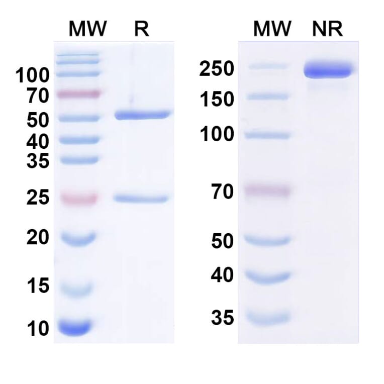 SDS-PAGE - Anti-TM4SF1 Antibody [hAGX-A7H2L5] Biosimilar - BSA and Azide free (A340568) - Antibodies.com