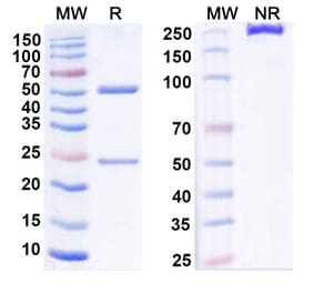 SDS-PAGE - Anti-DR3 Antibody [PTX-35] Biosimilar - BSA and Azide free (A340569) - Antibodies.com