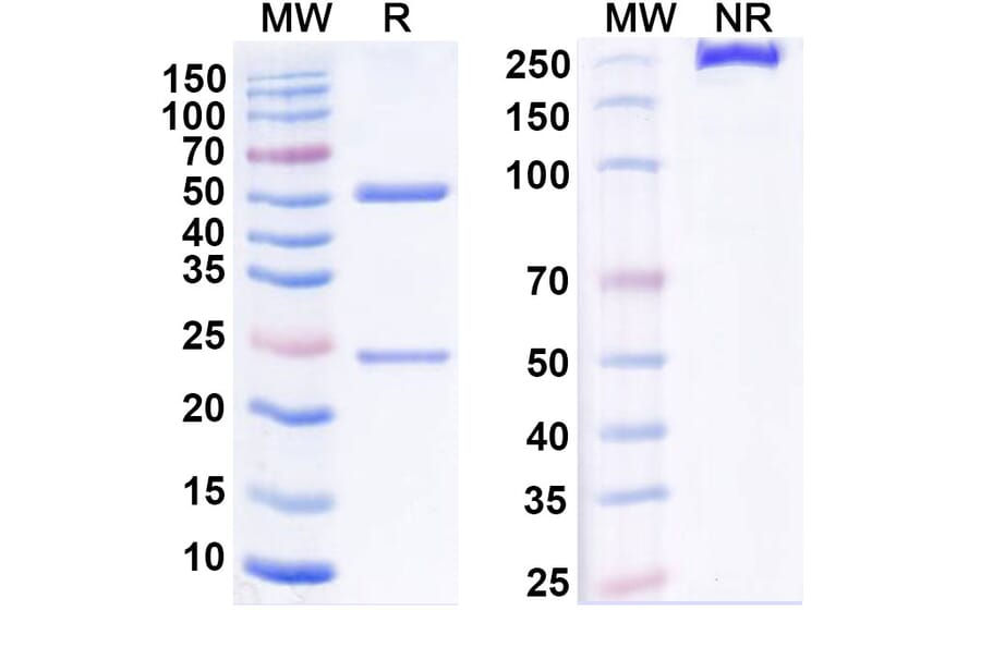 SDS-PAGE - Anti-DR3 Antibody [PTX-35] Biosimilar - BSA and Azide free (A340569) - Antibodies.com