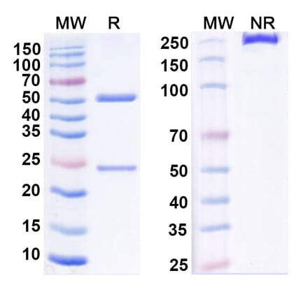 SDS-PAGE - Anti-DR3 Antibody [PTX-35] Biosimilar - BSA and Azide free (A340569) - Antibodies.com