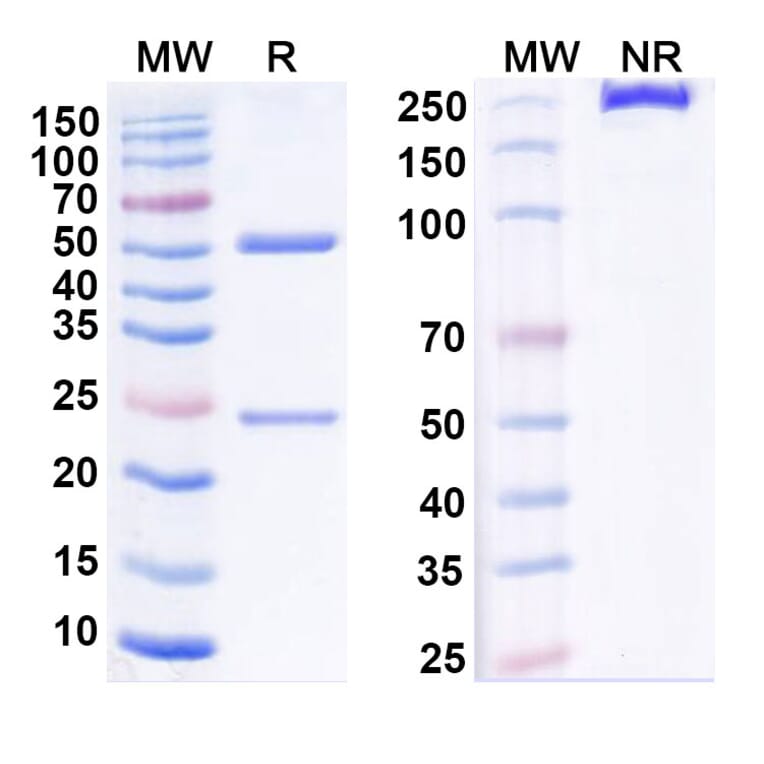 SDS-PAGE - Anti-DR3 Antibody [PTX-35] Biosimilar - BSA and Azide free (A340569) - Antibodies.com