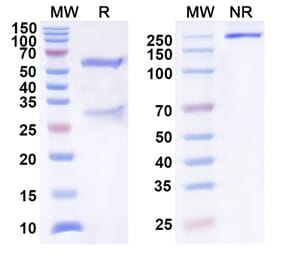 SDS-PAGE - Anti-SEZ6 Antibody [ABBV-11] Biosimilar - BSA and Azide free (A340571) - Antibodies.com