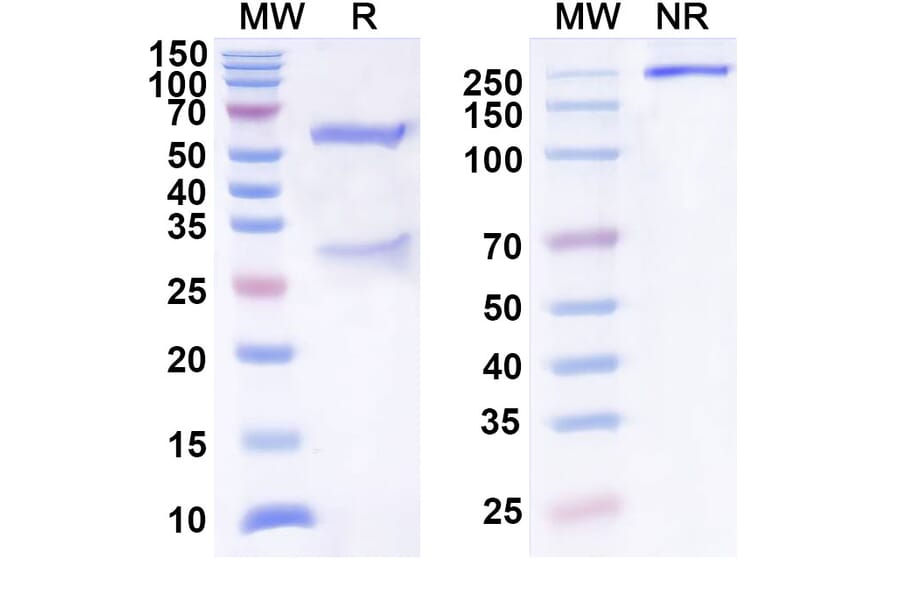 SDS-PAGE - Anti-SEZ6 Antibody [ABBV-11] Biosimilar - BSA and Azide free (A340571) - Antibodies.com