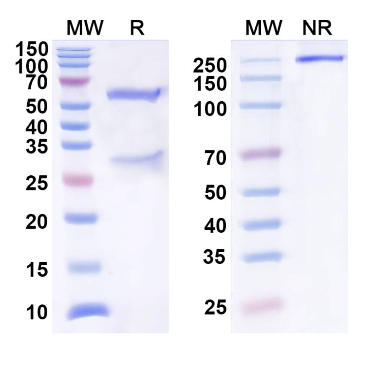 SDS-PAGE - Anti-SEZ6 Antibody [ABBV-11] Biosimilar - BSA and Azide free (A340571) - Antibodies.com