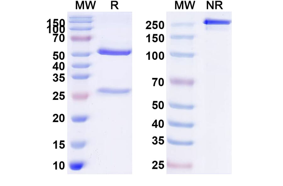 SDS-PAGE - Anti-IGF1R Antibody [AVE1642] Biosimilar - BSA and Azide free (A340572) - Antibodies.com
