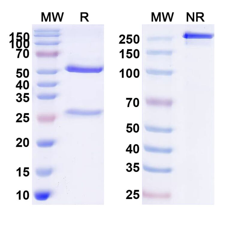 SDS-PAGE - Anti-IGF1R Antibody [AVE1642] Biosimilar - BSA and Azide free (A340572) - Antibodies.com