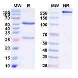 SDS-PAGE - Anti-IGF1R Antibody [AVE1642] Biosimilar - BSA and Azide free (A340572) - Antibodies.com
