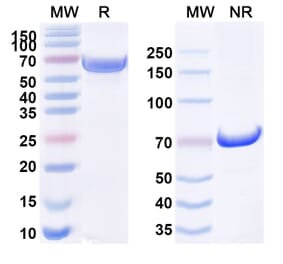 SDS-PAGE - Anti-DR5 Antibody [TAS266] Biosimilar - BSA and Azide free (A340573) - Antibodies.com