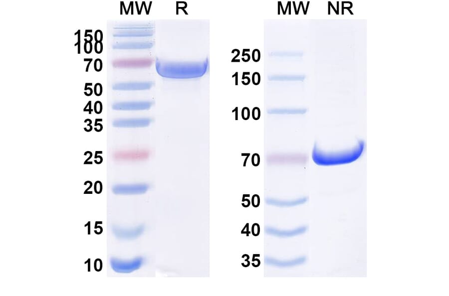 SDS-PAGE - Anti-DR5 Antibody [TAS266] Biosimilar - BSA and Azide free (A340573) - Antibodies.com