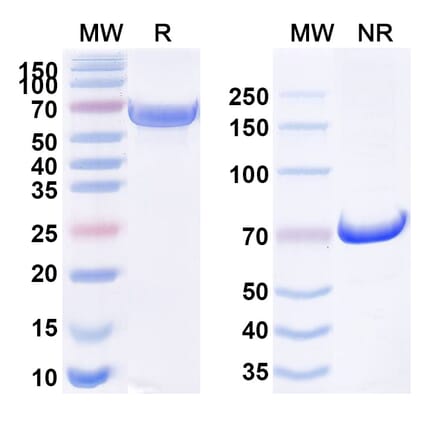 SDS-PAGE - Anti-DR5 Antibody [TAS266] Biosimilar - BSA and Azide free (A340573) - Antibodies.com