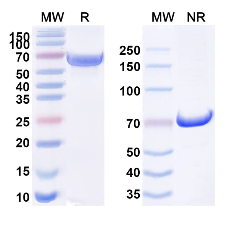 SDS-PAGE - Anti-DR5 Antibody [TAS266] Biosimilar - BSA and Azide free (A340573) - Antibodies.com