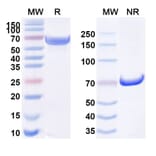 SDS-PAGE - Anti-DR5 Antibody [TAS266] Biosimilar - BSA and Azide free (A340573) - Antibodies.com