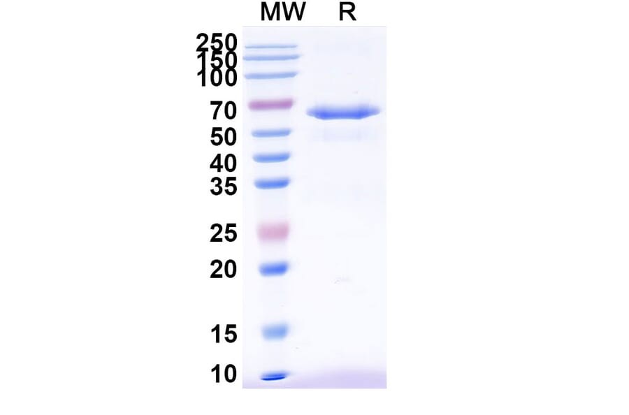 SDS-PAGE - Anti-DR5 Antibody [TAS266] Biosimilar - BSA and Azide free (A340573) - Antibodies.com