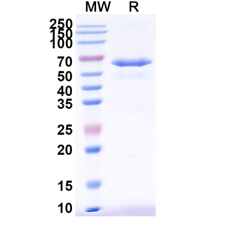 SDS-PAGE - Anti-DR5 Antibody [TAS266] Biosimilar - BSA and Azide free (A340573) - Antibodies.com