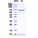 SDS-PAGE - Anti-DR5 Antibody [TAS266] Biosimilar - BSA and Azide free (A340573) - Antibodies.com