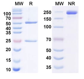 SDS-PAGE - Anti-CA19-9 Antibody [MVT-5873] Biosimilar - BSA and Azide free (A340574) - Antibodies.com