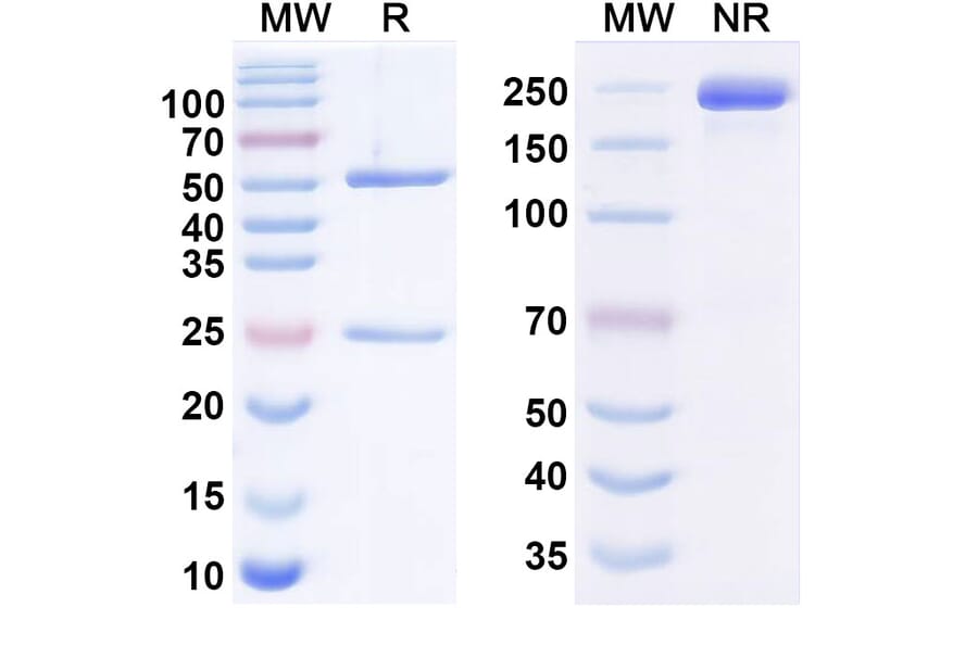 SDS-PAGE - Anti-CA19-9 Antibody [MVT-5873] Biosimilar - BSA and Azide free (A340574) - Antibodies.com