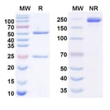 SDS-PAGE - Anti-CA19-9 Antibody [MVT-5873] Biosimilar - BSA and Azide free (A340574) - Antibodies.com