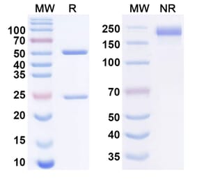 SDS-PAGE - Nelmastobart Biosimilar - Anti-BTN1A1 Antibody - BSA and Azide free (A340577) - Antibodies.com