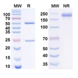 SDS-PAGE - Nelmastobart Biosimilar - Anti-BTN1A1 Antibody - BSA and Azide free (A340577) - Antibodies.com