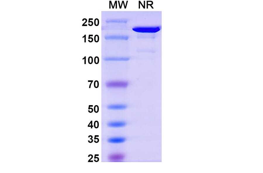 SDS-PAGE - Nelmastobart Biosimilar - Anti-BTN1A1 Antibody - BSA and Azide free (A340577) - Antibodies.com