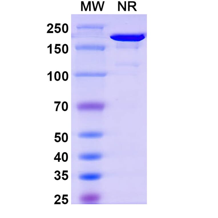 SDS-PAGE - Nelmastobart Biosimilar - Anti-BTN1A1 Antibody - BSA and Azide free (A340577) - Antibodies.com
