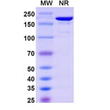 SDS-PAGE - Nelmastobart Biosimilar - Anti-BTN1A1 Antibody - BSA and Azide free (A340577) - Antibodies.com