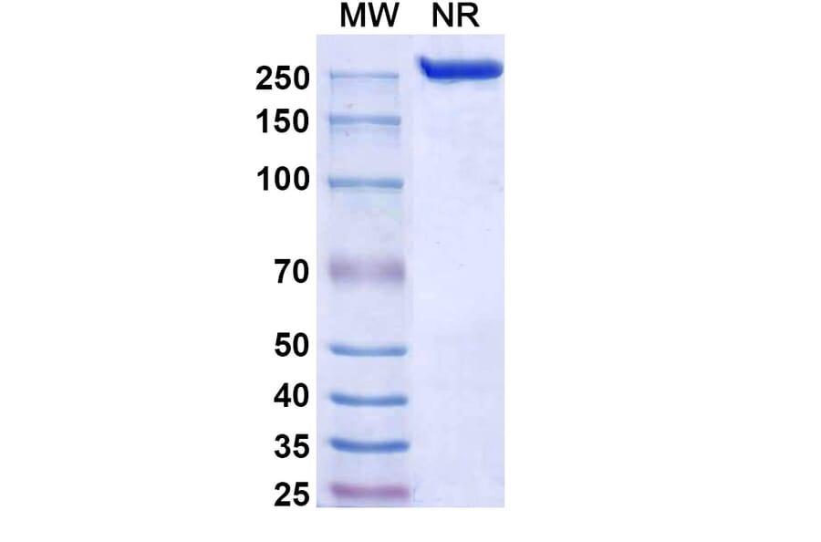 SDS-PAGE - Nelmastobart Biosimilar - Anti-BTN1A1 Antibody - BSA and Azide free (A340577) - Antibodies.com