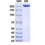 SDS-PAGE - Nelmastobart Biosimilar - Anti-BTN1A1 Antibody - BSA and Azide free (A340577) - Antibodies.com