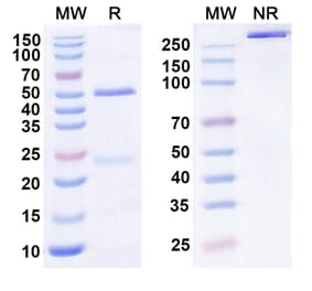 SDS-PAGE - Anti-KLB Antibody [MK-3655] Biosimilar - BSA and Azide free (A340578) - Antibodies.com