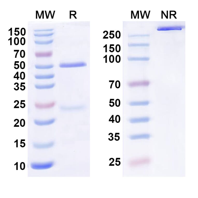 SDS-PAGE - Anti-KLB Antibody [MK-3655] Biosimilar - BSA and Azide free (A340578) - Antibodies.com