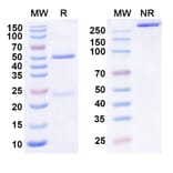 SDS-PAGE - Anti-KLB Antibody [MK-3655] Biosimilar - BSA and Azide free (A340578) - Antibodies.com