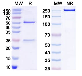 SDS-PAGE - Rituximab Biosimilar - Anti-CD20 Antibody - BSA and Azide free (A340579) - Antibodies.com