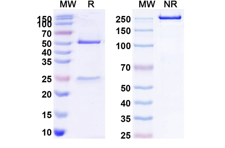 SDS-PAGE - Rituximab Biosimilar - Anti-CD20 Antibody - BSA and Azide free (A340579) - Antibodies.com