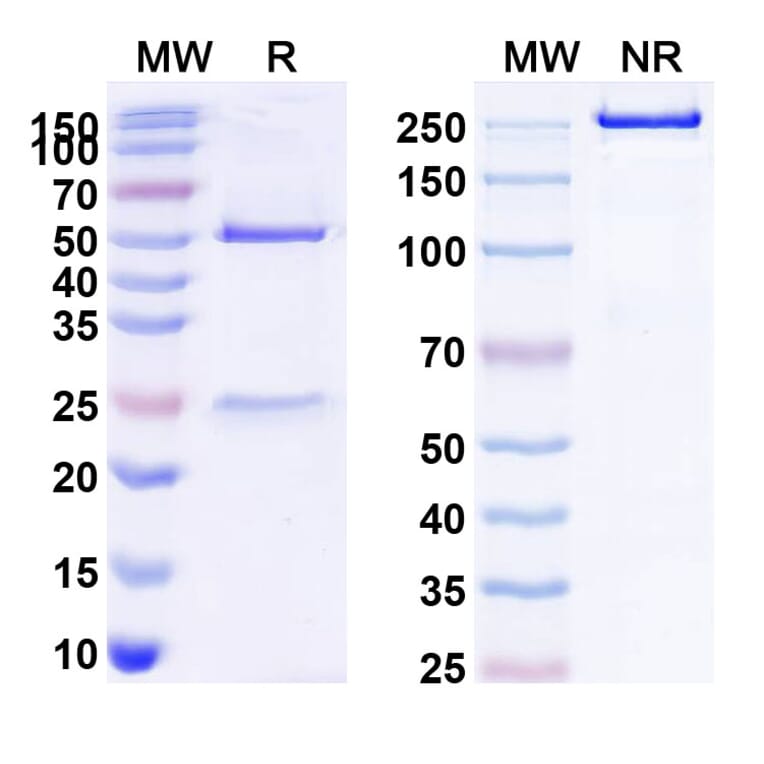 SDS-PAGE - Rituximab Biosimilar - Anti-CD20 Antibody - BSA and Azide free (A340579) - Antibodies.com