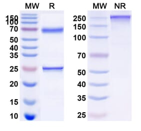 SDS-PAGE - Epratuzumab Biosimilar - Anti-CD22 Antibody - BSA and Azide free (A340580) - Antibodies.com