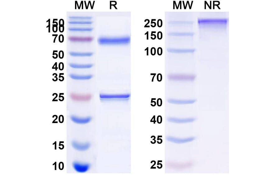SDS-PAGE - Epratuzumab Biosimilar - Anti-CD22 Antibody - BSA and Azide free (A340580) - Antibodies.com